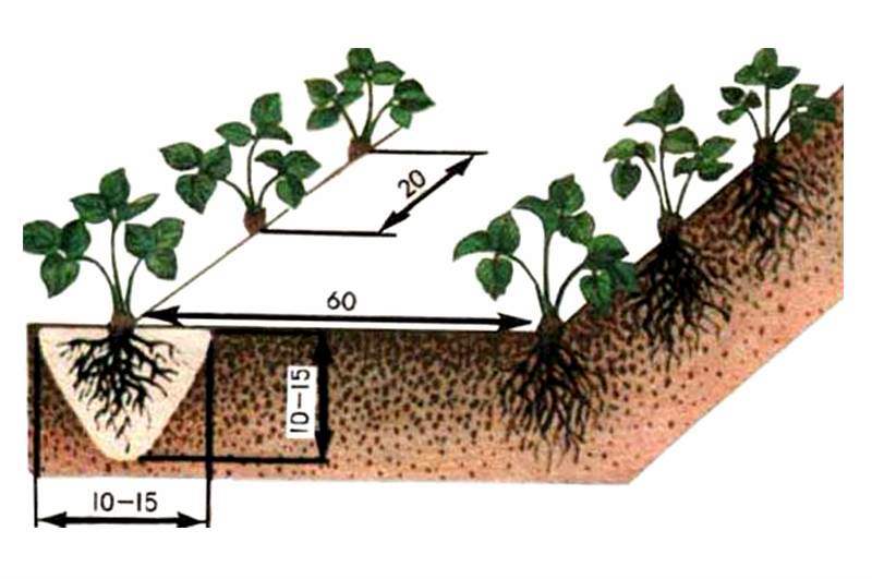 Клубника (земляника садовая) посадка и выращивание на участке